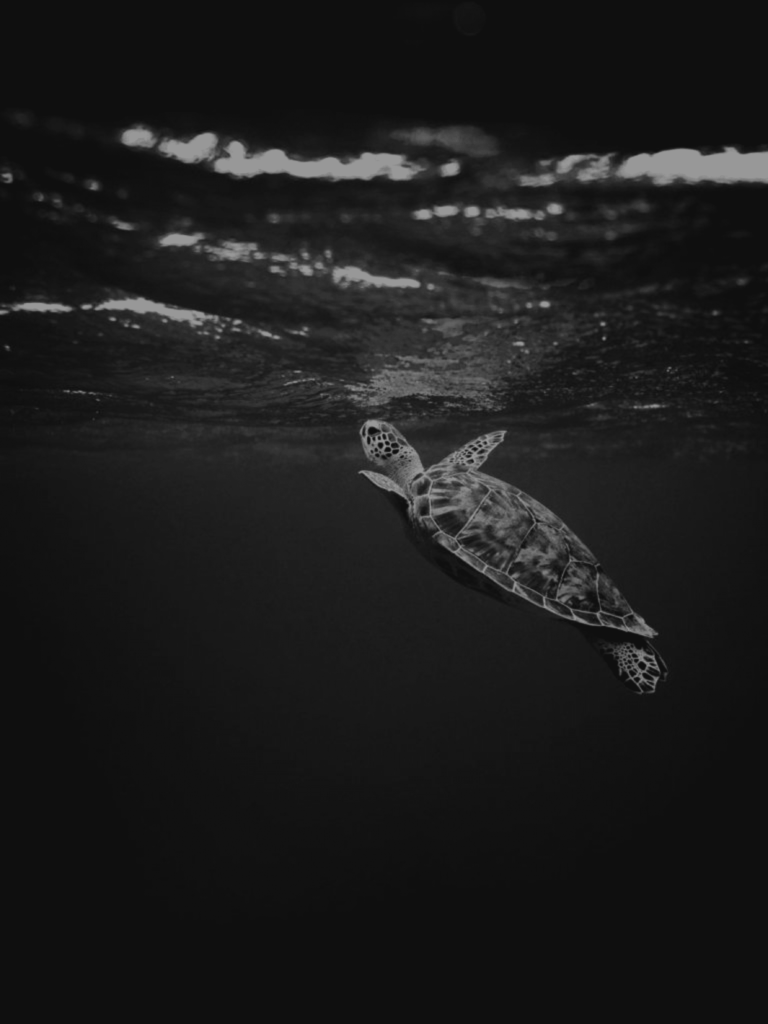 Remise à niveau de plongée sous-marine Bali